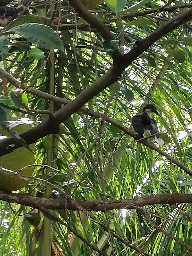 سيغيرِيا Jungle Nature Villa 0*,